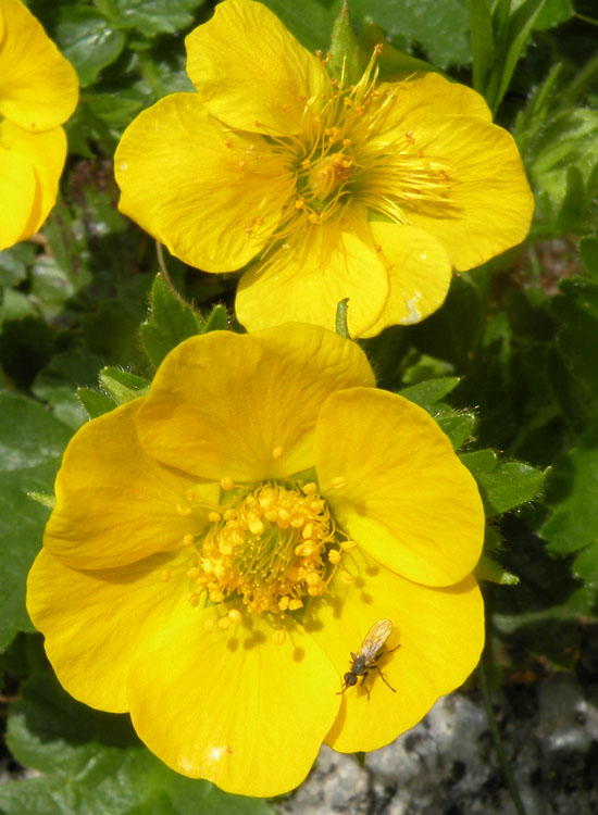 Fiori e frutti di Geum montanum